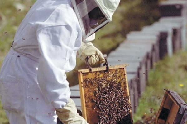 Бджоли на експорт