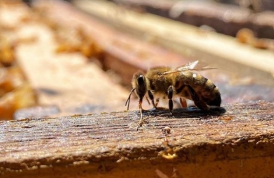 На Полтавщині бджолярі долучаються до платформи Гранд Експерт
