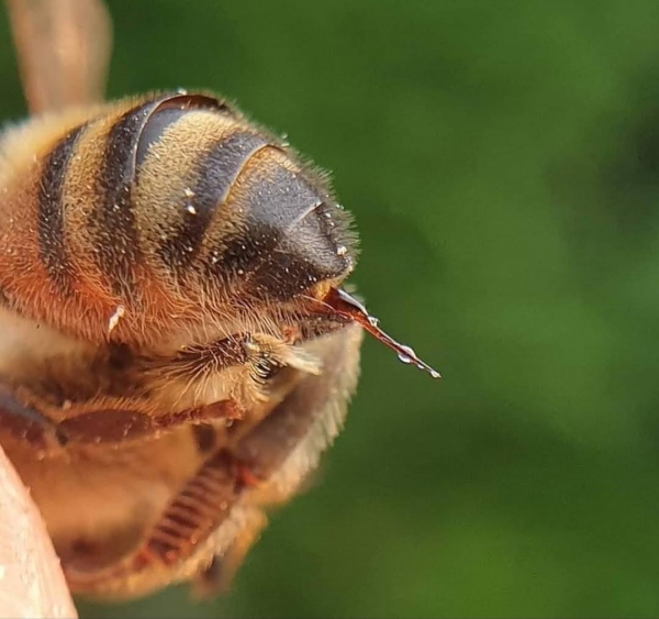 Фото бджолиної отрути