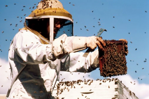 Світове виробництво меду за кілька років зросте майже у 1,5 рази