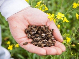Хімікати винні у загибелі 53% бджіл — Держпродспоживслужба