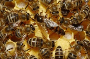 Карпатська - порода бджіл