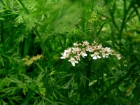 Квіти коріандра