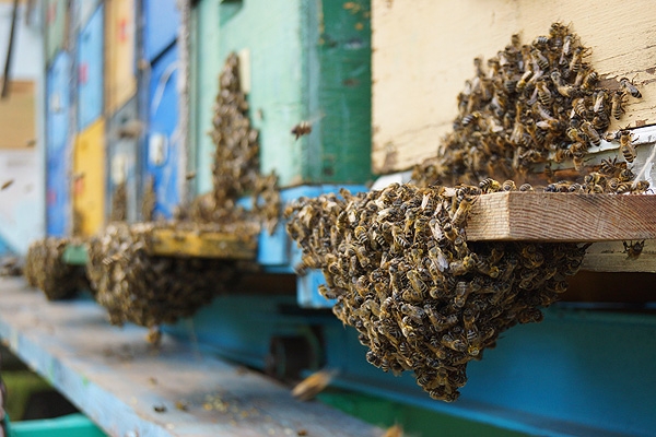 Основні проблеми бджільництва України