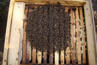 Клуб бджіл