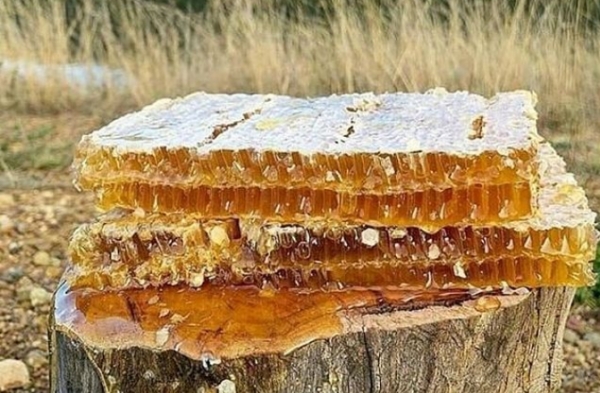 На Волині родина бджолярів знайшла новий заробіток – промислове запилення рослин