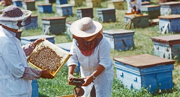 У Польщі дотації на бджолосім’ю перевищують тисячу євро