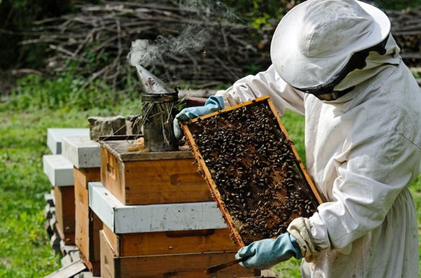 Де можна отримати професію бджоляра?