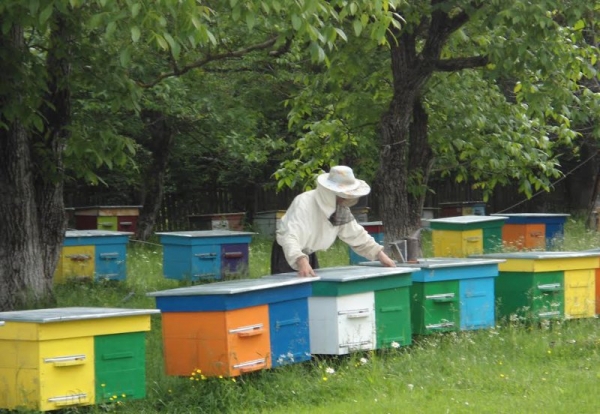 Стало відомо, як бджолярам отримати кредит під аграрну розписку