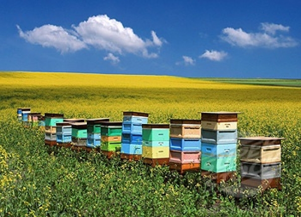 В Україні планують вдосконалити галузь бджільництва