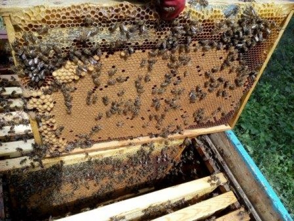 ФАО роздала 150 бджолосімей господарствам на сході України