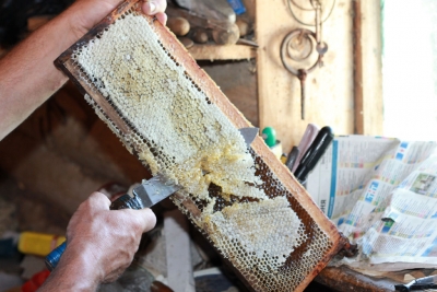 Відкачування меду