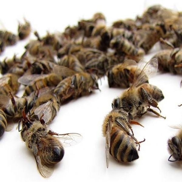 Названо причини скорочення виробництва меду в Україні