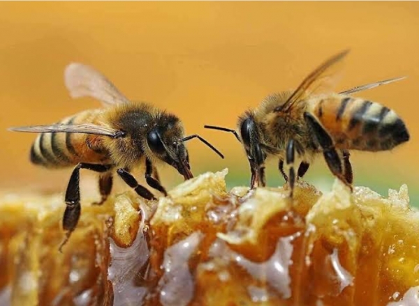 В Україні названо породи бджіл для запилення у холодну пору та у теплицях