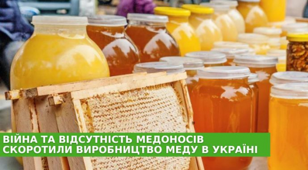 Війна та відсутність медоносів скоротили виробництво меду в Україні