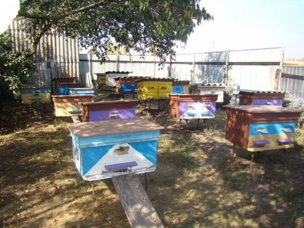 Бджола «в законі», або Вимоги до виробництва меду в Україні. Частина 1