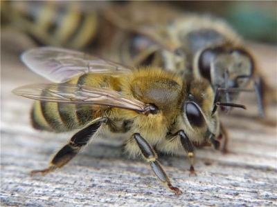 Як люди: Бджоли з різних регіонів не розуміють один одного, бо говорять на різних діалектах
