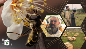 Вплив на урожайність кісточкових від запилення бджолами