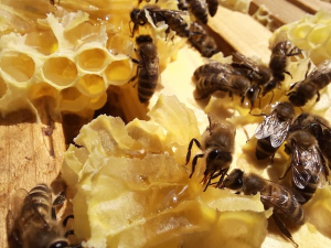Різке падіння попиту на мед змушує бджолярів згортати діяльність